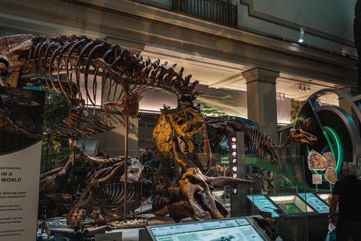 Tyrannosaurus Rex Fossil Exhibit in Smithsonian