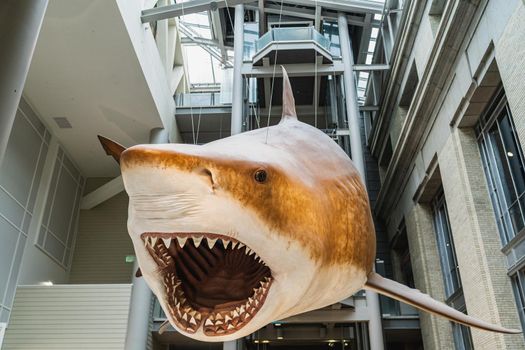 Megalodon Shark replica mount in Smithsonian