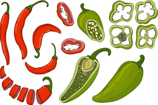 Chilli Pepper. Hand drawn colored vector illustration, isolated on white background. Chilli icon