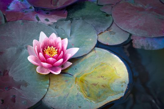 Pink waterlily or lotus flower in pond