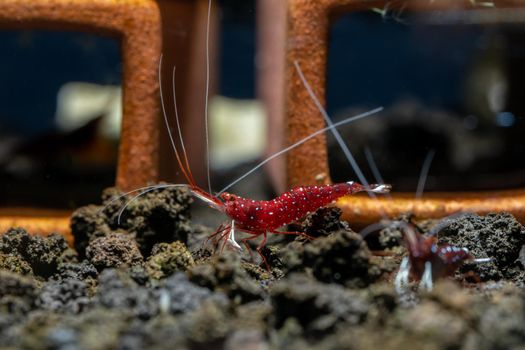 Sulawesi white spot dwarf shrimp look for food in lava stone in fresh water aquarium tank in front of decoration.