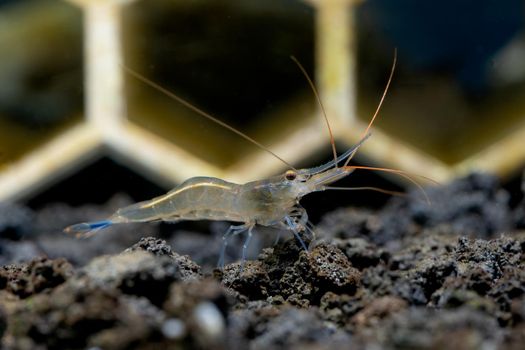 Isolated blue leg sulawesi dwarf shrimp look for food in lava stone and stay in front of shrimp decoration in aquarium tank.