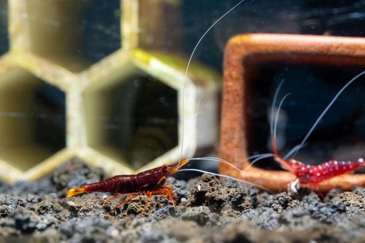 Yellow nose and white spot sulawesi dwarf shrimp look for food in lava stone and stay near each other in fresh water aquarium tank.