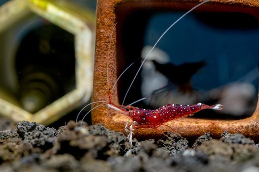 Sulawesi white spot dwarf shrimp stay in front of decorative and look for food in lava stone in freshwater aquarium tank