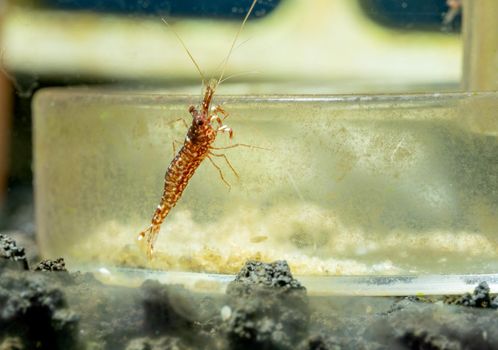 Red orchid sulawesi dwarf shrimp stay on glass dish for shrimp in fresh water aquarium tank.