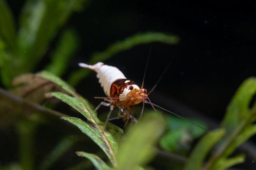 Black bee dwarf shrimp stay on green aquatic leaf and look forward in freshwater aquarium tank.