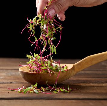fresh beet sprouts in a wooden spoon on the table and a female hand. Microgreen for salad, detox