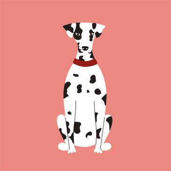Cute white spotted Dalmatian dog isolated on pink background