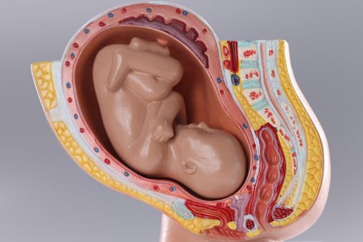 Closeup of artificial mock uterus with fetus on gray background