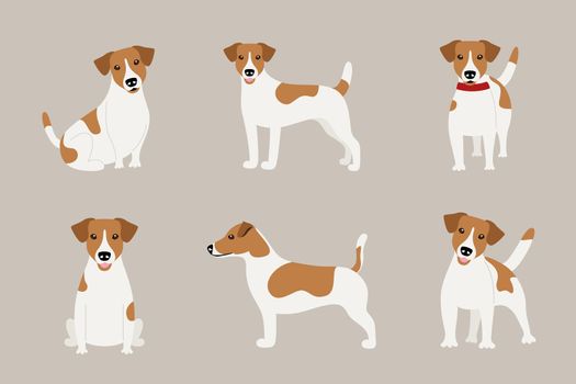 Set of poses of the Jack Russell Terrier dog breed