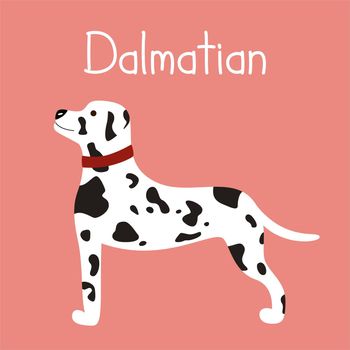 Cute white spotted Dalmatian dog isolated on pink background