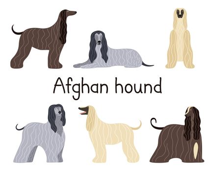 A set of different poses of the Afghan hound breed dog