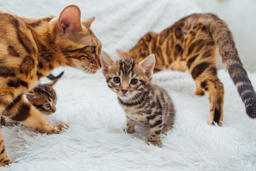 Bengal cat with her little kitten on the white fury blanket