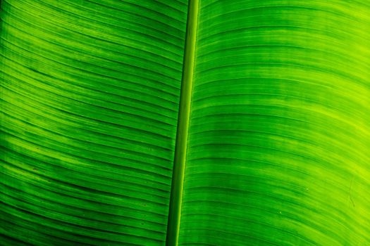 Bright light green. Abstract real nature beauty background. Macro vertical tropical banana leaf texture vein line. Symbol open book life excellence. Healthy organic food versatile product for cook