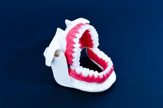 Dentist orthodontic teeth model