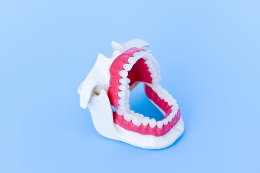 Dentist orthodontic teeth model