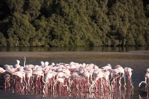 Flock of adorable pink flamingos