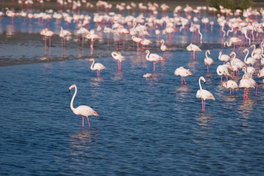 Flock of adorable pink flamingos