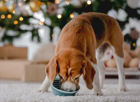 Beagle dog eats in Christmas time