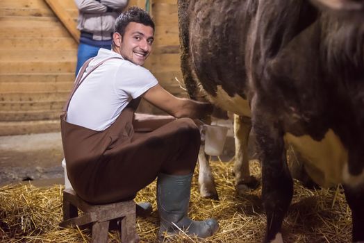 farmer milking dairy cow by hand