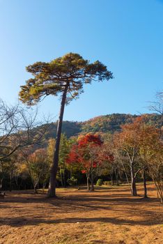 Beautiful nature at Arashiyama in autumn season in Kyoto, Japan.