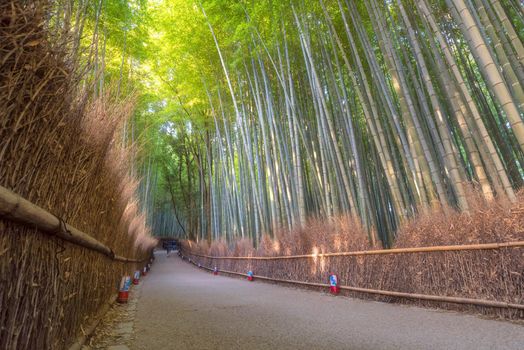 Beautiful nature bamboo forest in autumn season at Arashiyama in Kyoto, Japan.