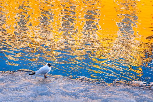 Bird stand on the ice in frozen canal with colourful reflection on water by sunshine 