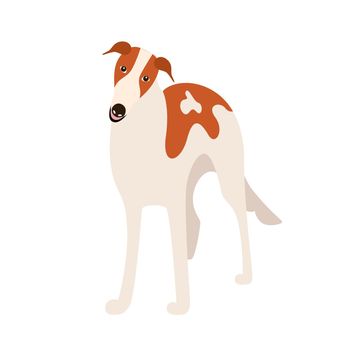 Russian greyhound dog breed