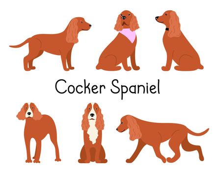 Canine American or English Cocker Spaniel dog breed on a white background in different poses