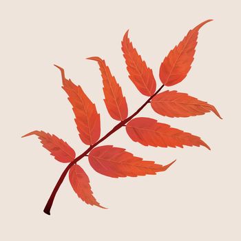 Hand drawn sumac element vector fall leaf
