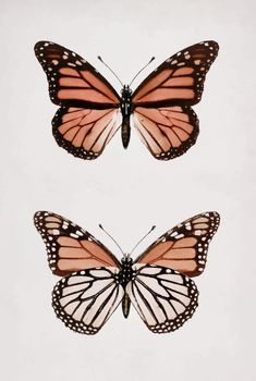 Monarch Butterfly (Danais Archippus) vintage wall art print poster design remix from original artwork by Sherman F. Denton.