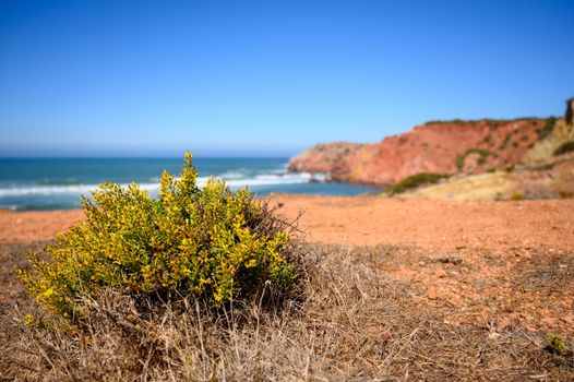 Cliffs in the Algarve with barren plants.