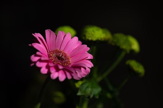Bunch of flowers - Asteraceae