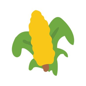 corn in green husk isolated on a white background. Vector illustration, flat style