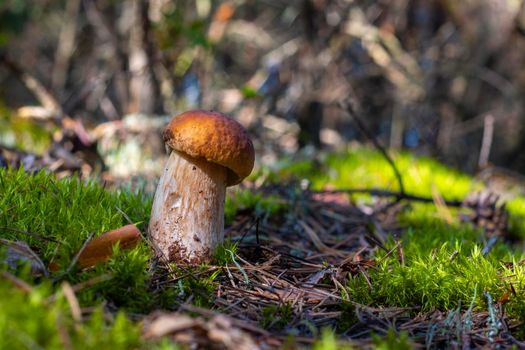 small porcini mushroom grows