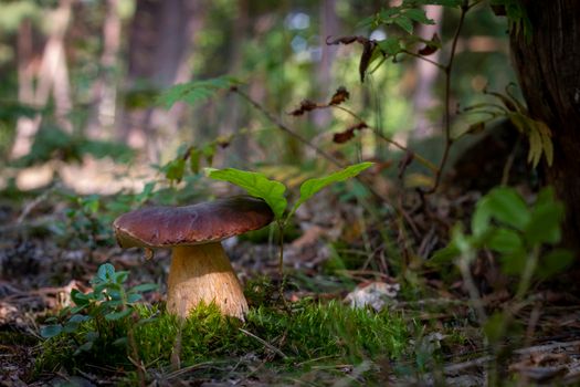 big cep mushroom grow in moss forest