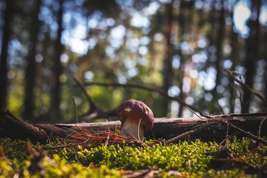 brown cap boletus mushroom grows in forest