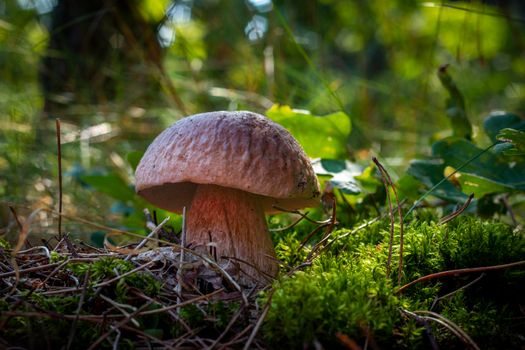 edible porcini mushroom in autumn forest