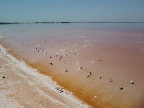 Flying over seagulls at pink salt lake. Salt production facilities saline evaporation pond in salty lake. Dunaliella salina impart a red, pink water in mineral lake with dry cristallized salty coast
