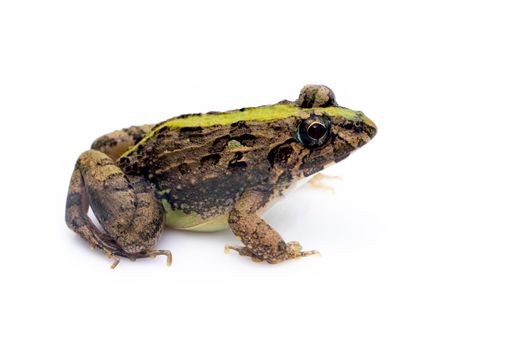 Image of brown frog isolated on white background. Pelophylax ridibundus. Animal. Amphibians