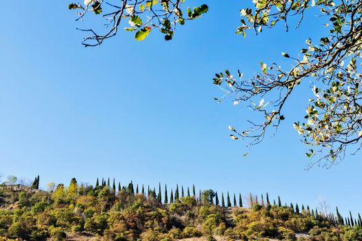View of cypress trees against blue sky  in Assisi , Italy