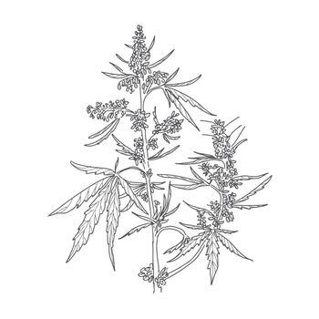 Hemp, cannabis leaves and stems