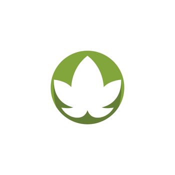 Monstera leaf logo
