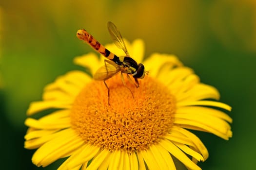 hoverfly on a yellow flower