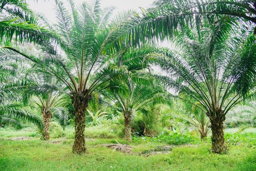 Tropical tree plant palm tree fields nature agricultural farm palm plantation, Palm oil of crops in green