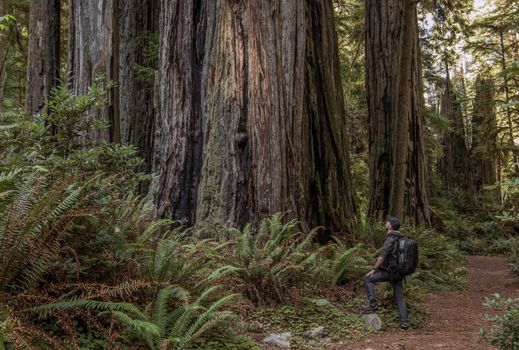 Tourist Exploring California Ancient Redwoods Forest