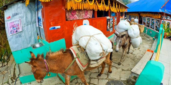 Carrying Mules Caravan, Annapurna Conservation Area, Himalaya, Nepal