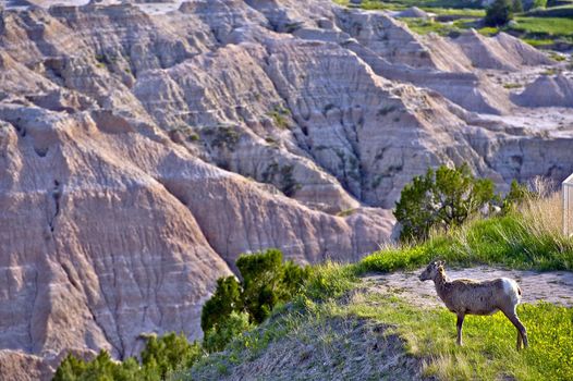 Badlands Wildlife Animals - Badlands Bighorn Sheep. South Dakota, USA.
