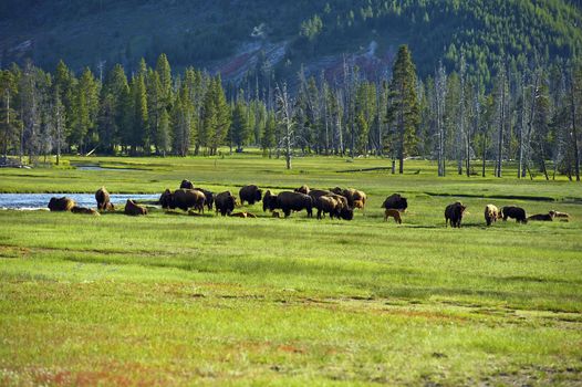 American Buffalo in Yellowstone National Park. North American Wildlife Photo Collection.