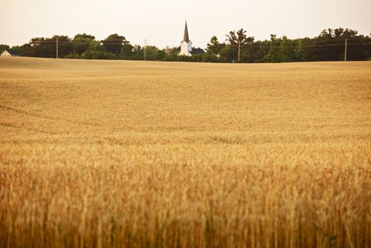 Wheat Field in Illinois State. Small Local Church in a Distance. 